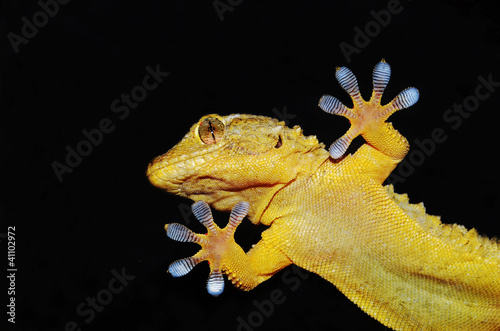 gecko lizard showing his adesive fingers