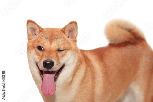 funny winking dog