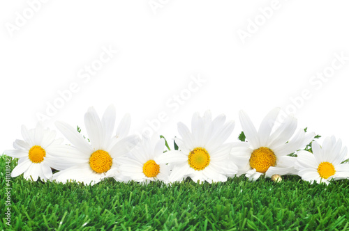 daisies on the grass