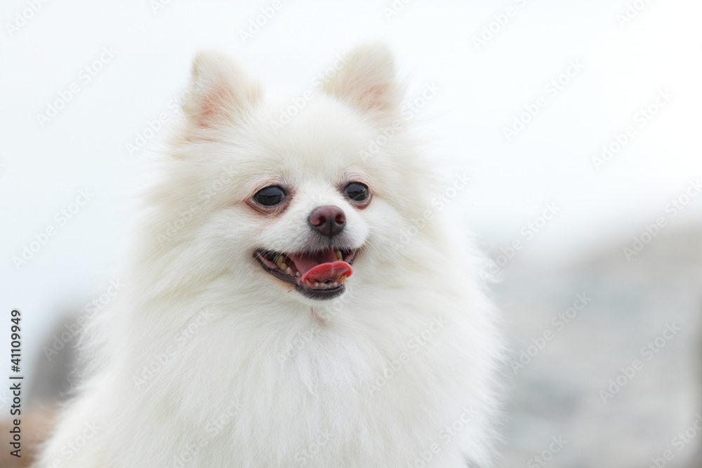 Fototapeta premium white pomeranian dog