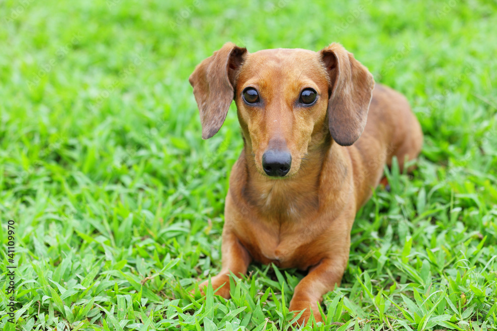 dachshund dog in park