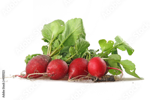 Bio Radieschen - frische Ernte