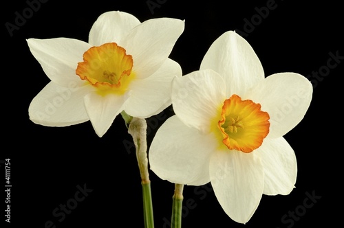 Daffodil flower