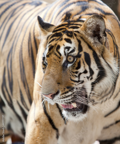 close up of a tiger s face