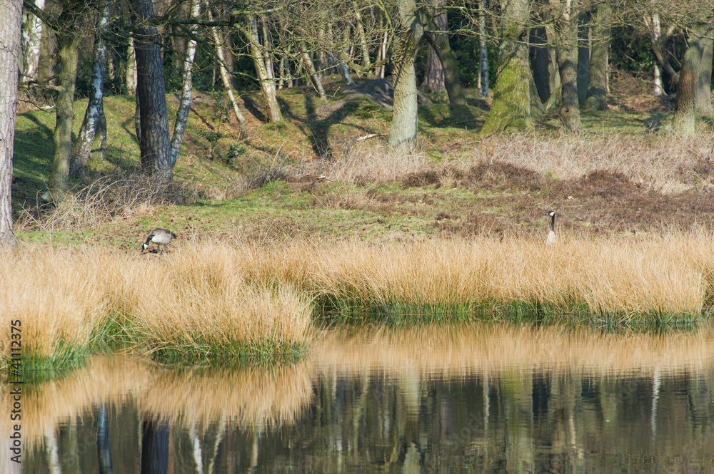 Canadian gooses in nature