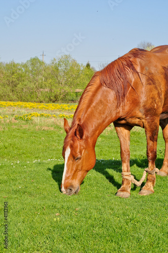 A brown horse grazing
