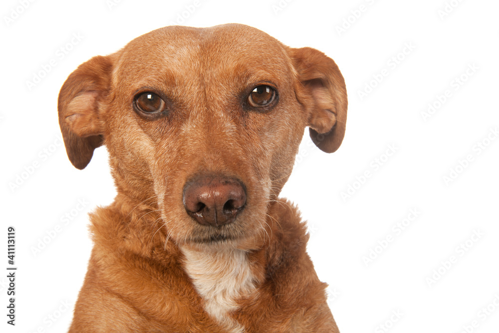 Portrait of brown dog