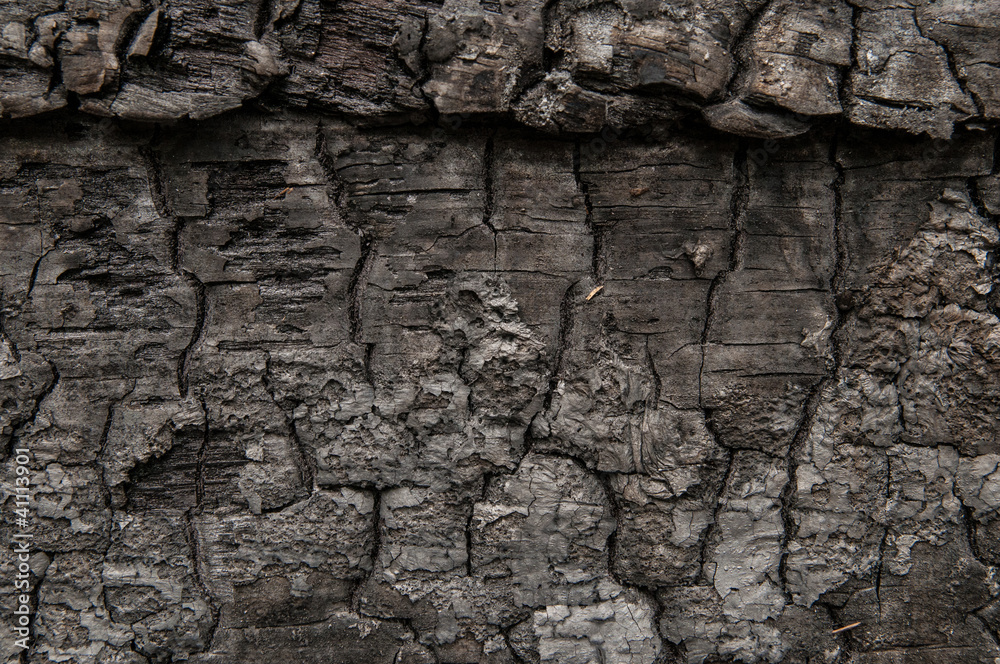 charred piece of wood with interesitng patterns and textures charred piece of wood with interesitng patterns and textures