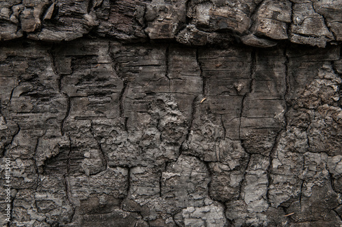 charred piece of wood with interesitng patterns and textures