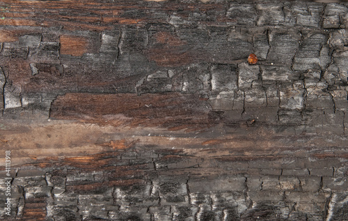 Old Piece of Burnt Wood With rusted Nail