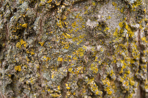 Patterened Tree with Lots of Moss Growth