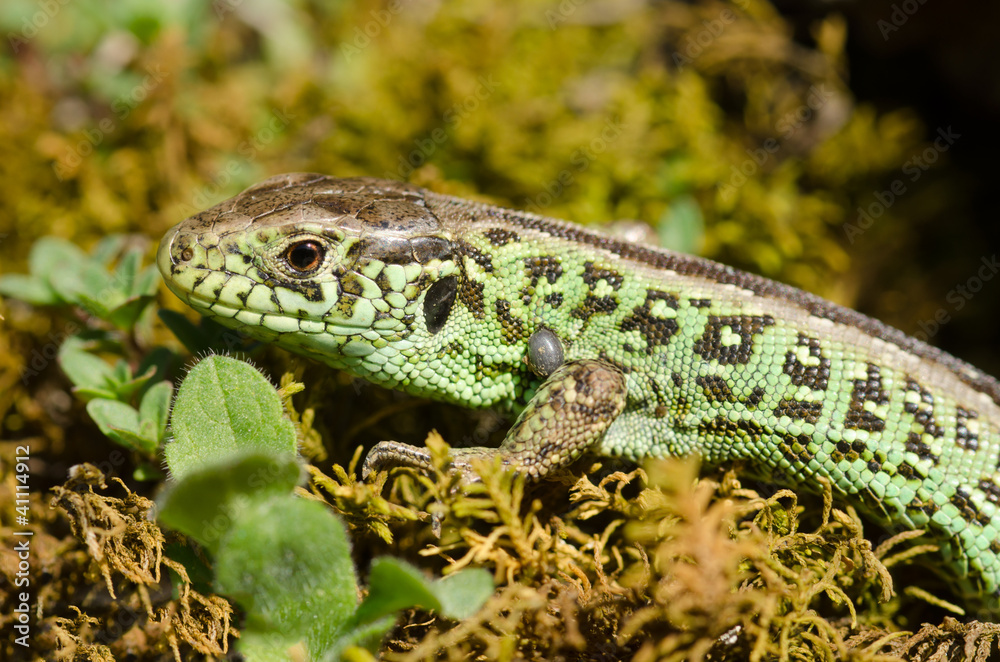 Zauneidechse, Sand lizard, Lacerta agilis Zauneidechse, Sand lizard, Lacerta agilis