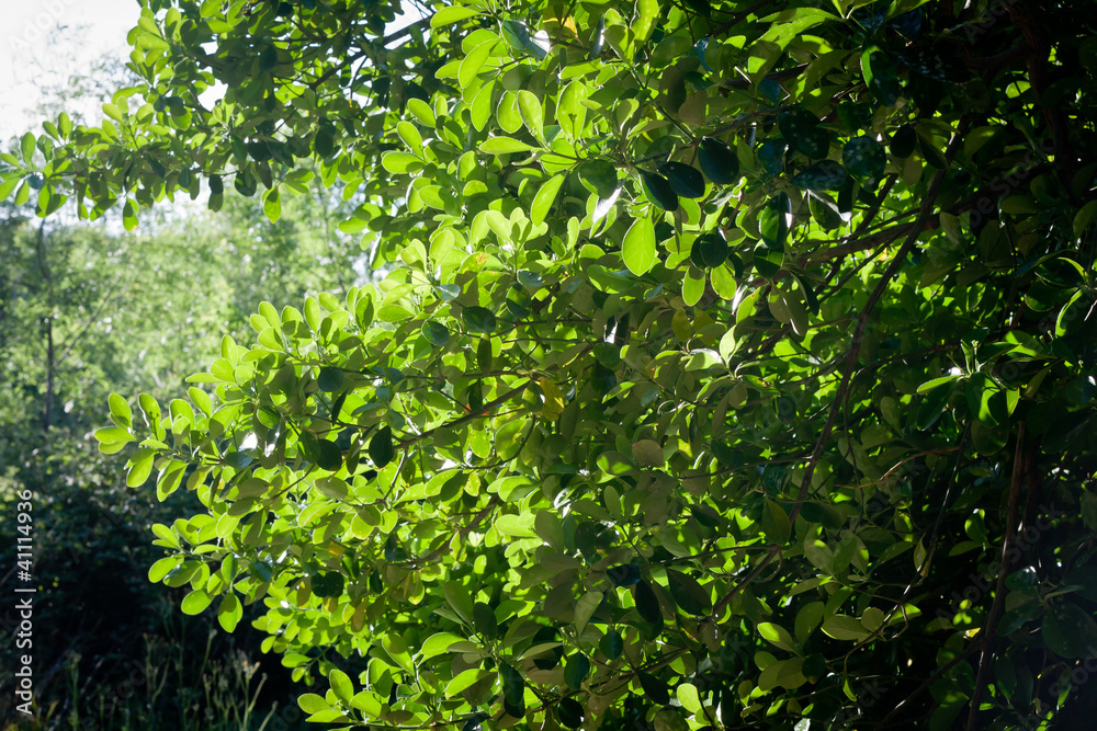 Fototapeta premium Buisson