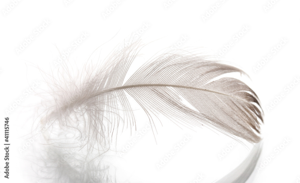 Obraz premium Single fluffy feather isolated on white