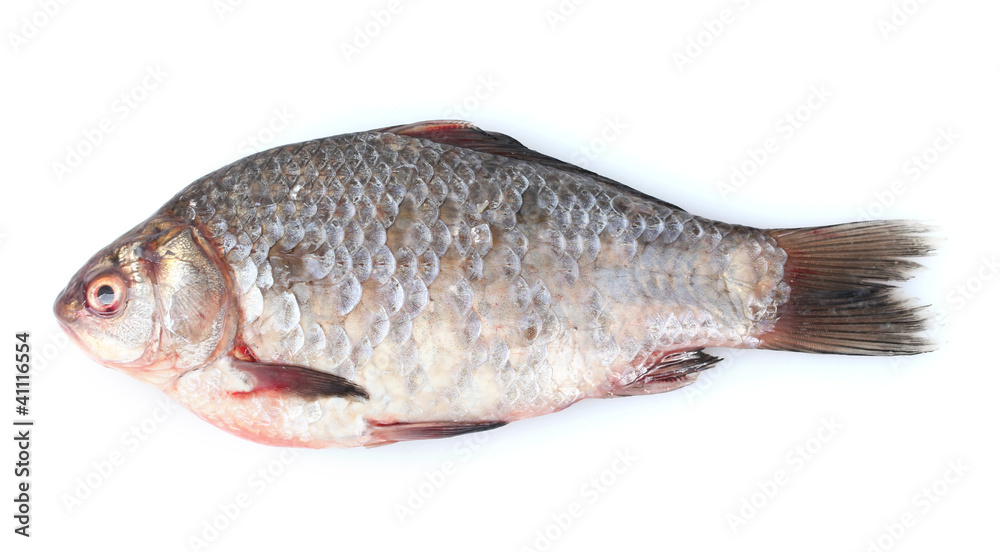 Fototapeta premium Fresh fish isolated on white