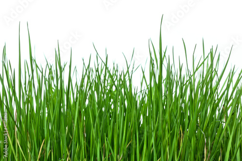 Grass on white background horizontal