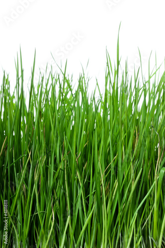 Grass on white background vertical