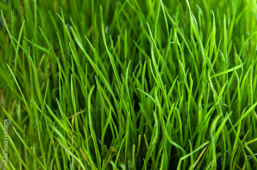 Green grass close up pattern