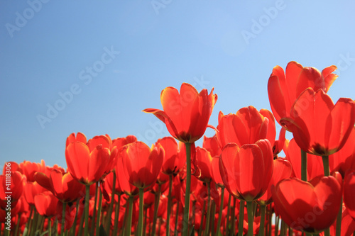 Red tulips with a touch of yellow on a field