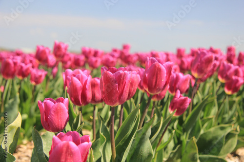 purple pink tulips in the sunlight