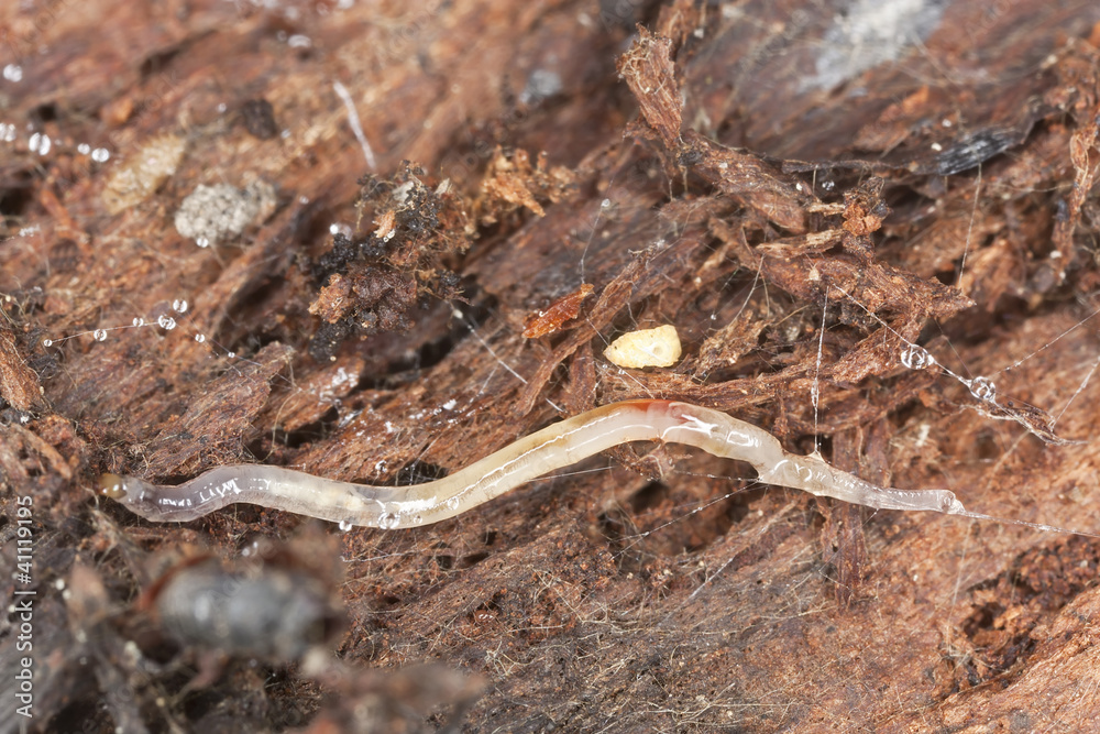 Slimy larva in wood, extreme close-up