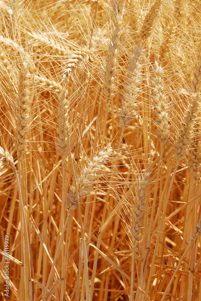 Summer Wheat Summer Wheat