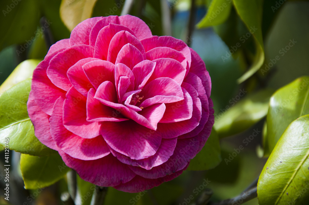 Naklejka premium Red camellia flower