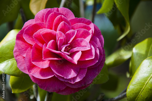 Red camellia flower