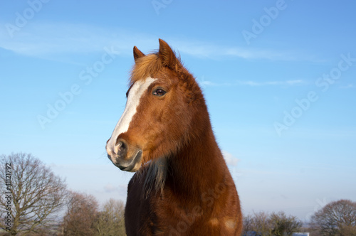 Horse Portrait