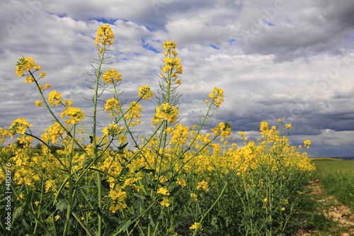 fleurs de colza