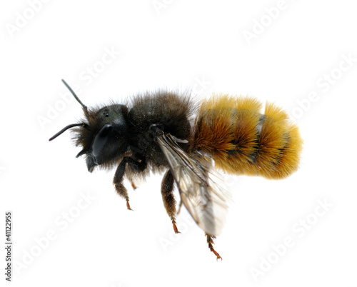 Fotografia, Obraz bumblebee