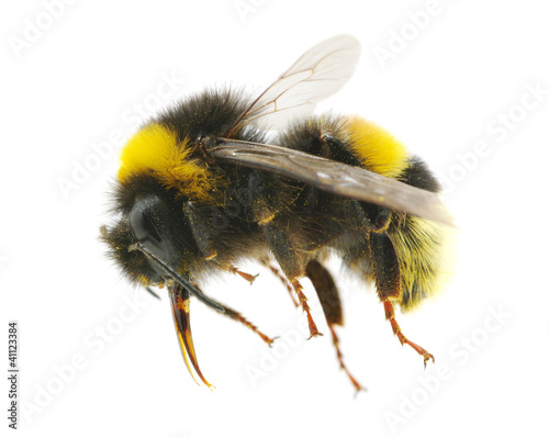 Canvastavla bumblebee