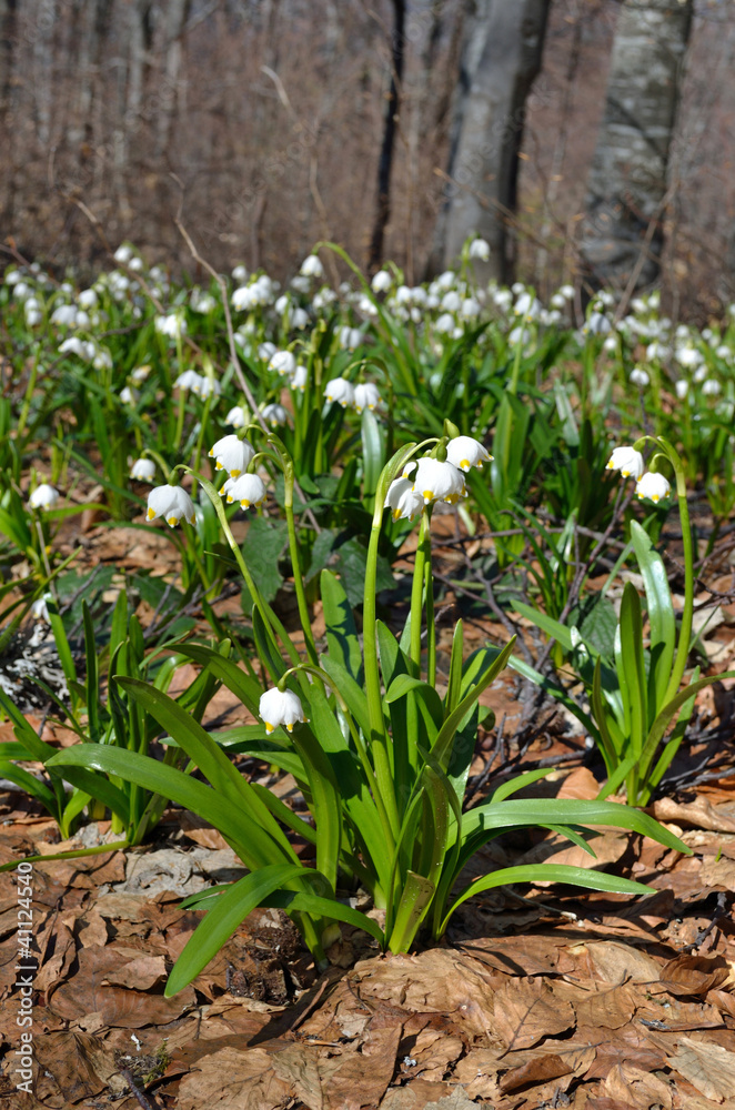 snowdrops in the forest