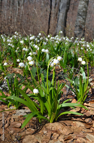 Obraz na płótnie snowdrops in the forest w salonie