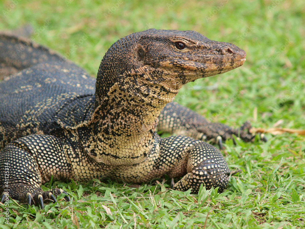 Closeup of monitor lizard - Varanus on green grass focus on the