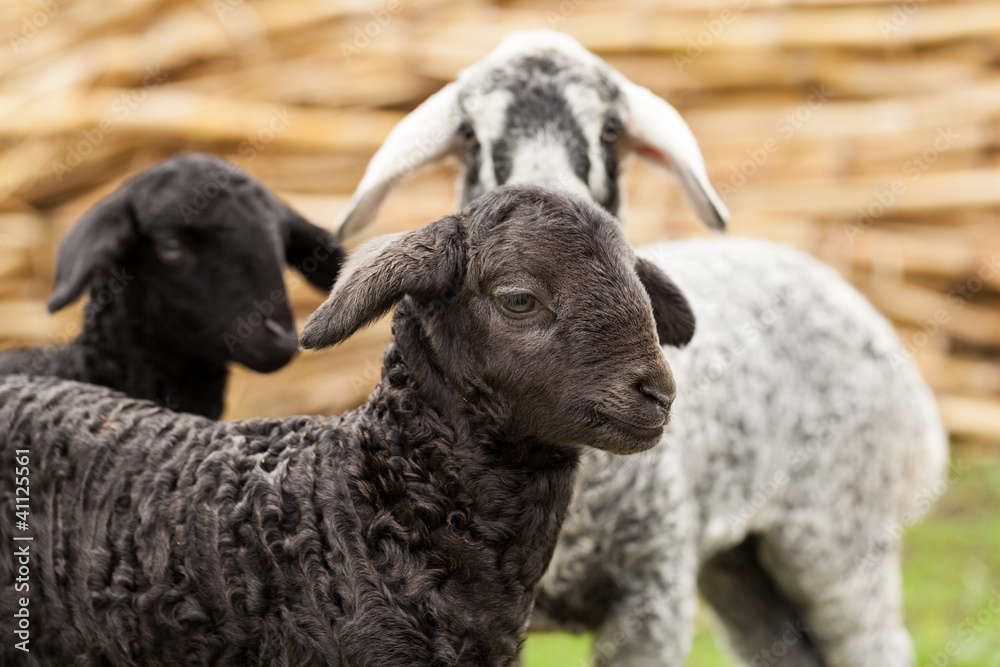Fototapeta premium Cute Lambs
