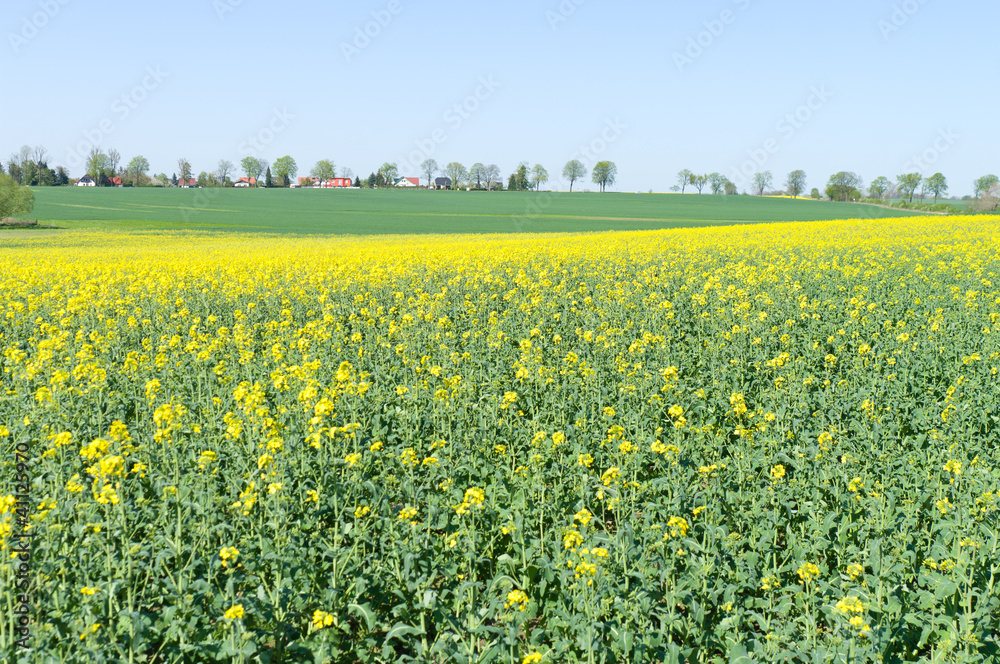 Flowering field of rape Flowering field of rape