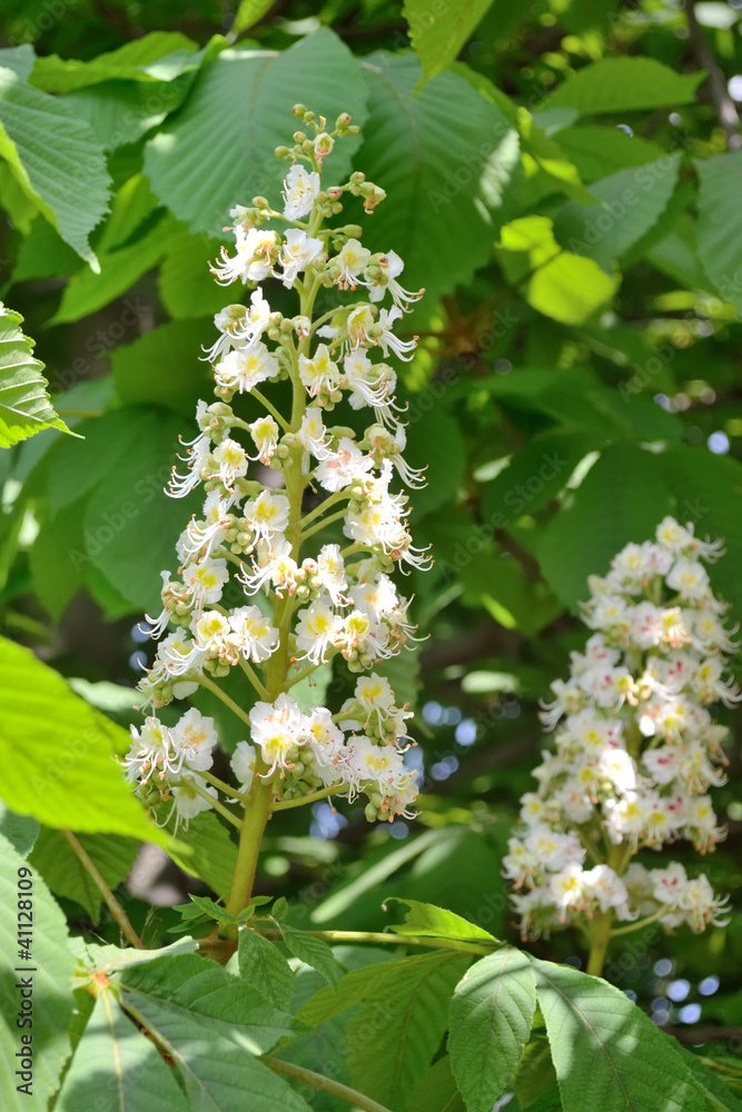 chestnut tree blossom chestnut tree blossom