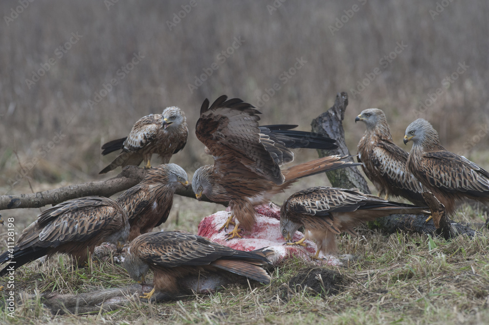 Fototapeta premium Red Kite (Milvus m.) feeding on a carrion