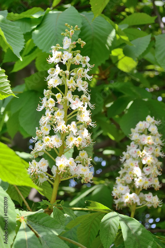 chestnut tree blossom