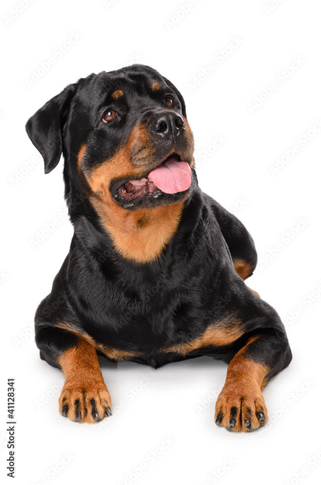 Portrait of young Rottweiler