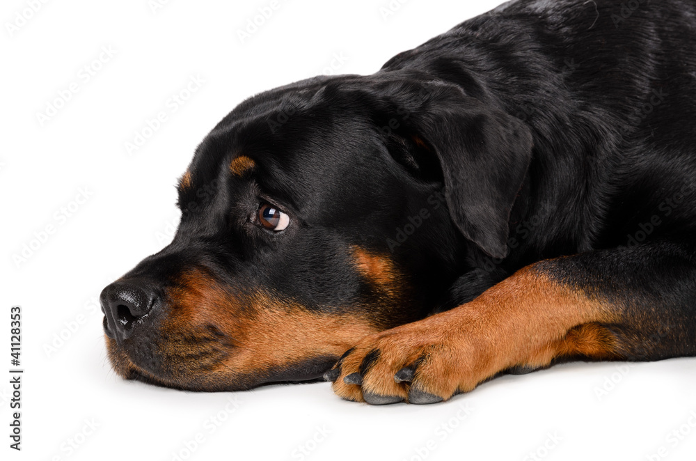 Portrait of young Rottweiler