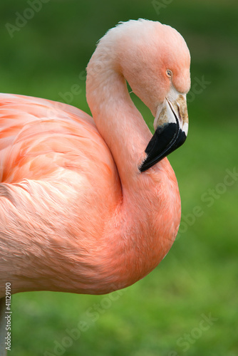 flamingo portrait