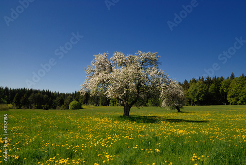 Apfelbaum