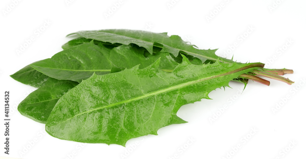 Obraz premium Fresh dandelion leafs