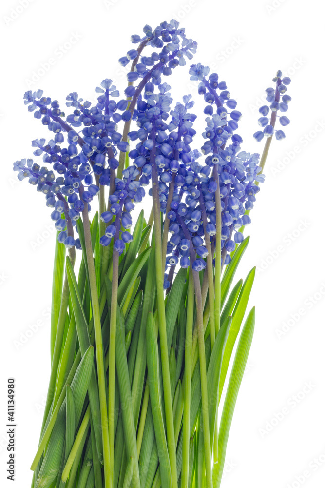 Easter grass and blue flowers