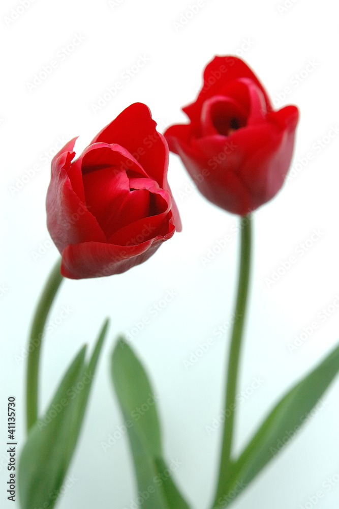 Tulpen_3 Tulpen_3