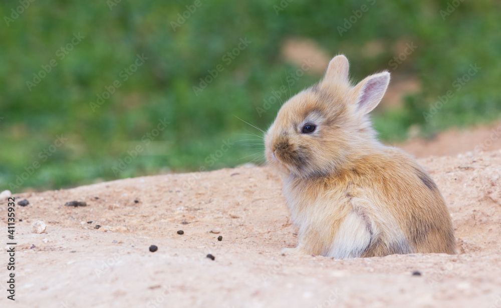 Obraz premium Little cute bunny