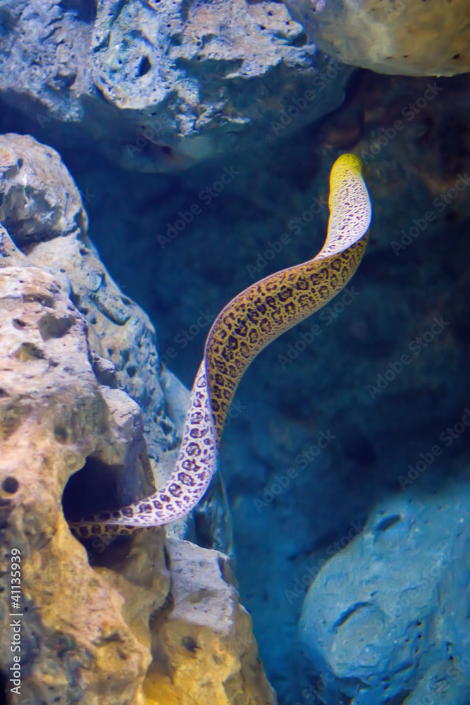 The moray eel coming up of the rock in which it hid