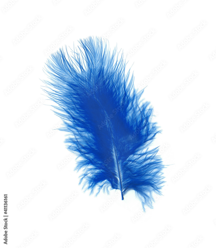 Blue feather over white background Blue feather over white background